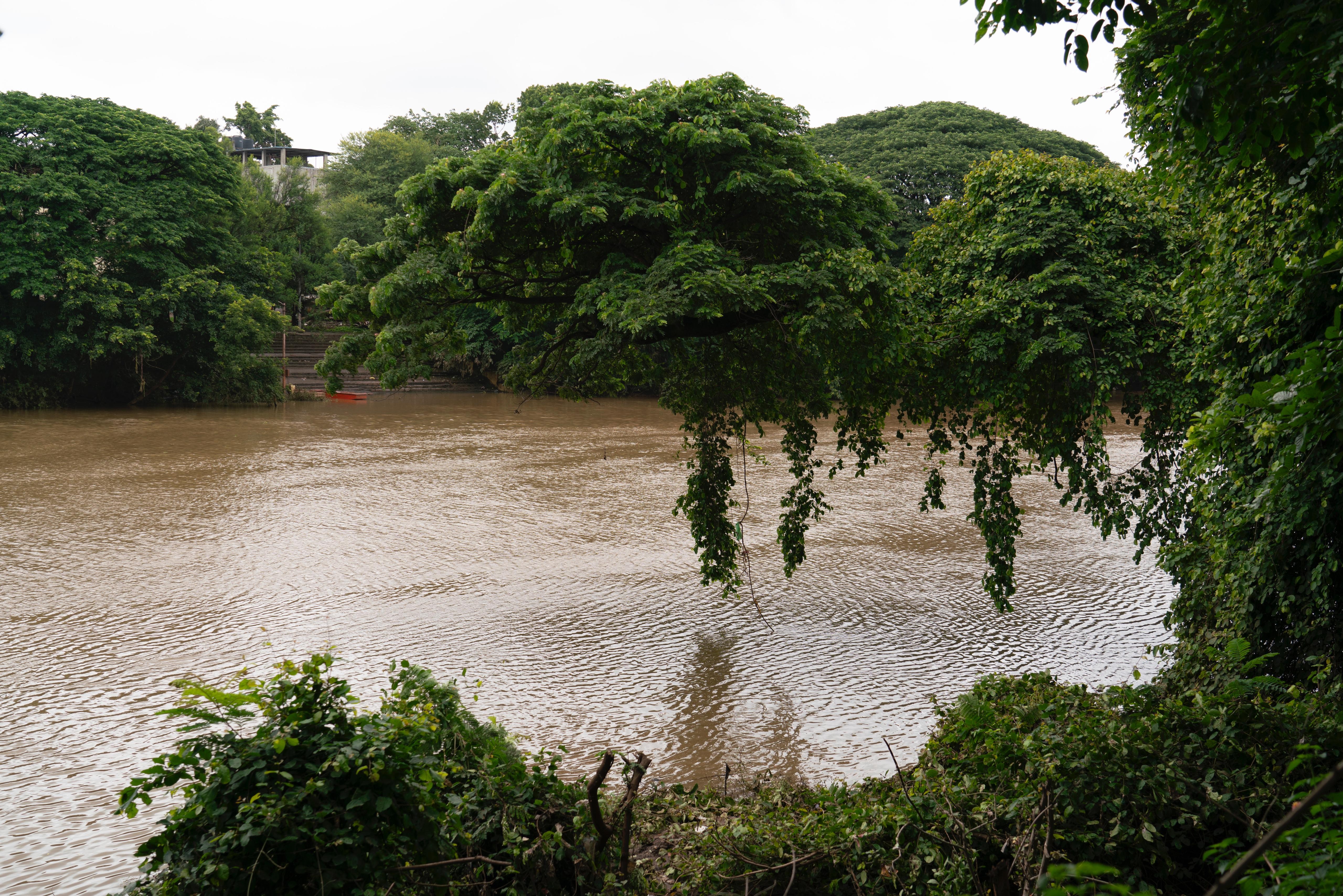 A magnificent mature tree in Pune